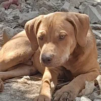 شیش عدد توله پیت بول رنگ خاص طلایی