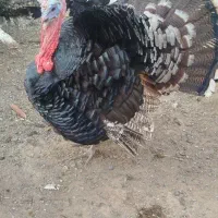 بوقلمون محلی کشتنی ماده تخمی وجوجه