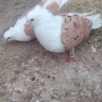 کفتر جفت گاه