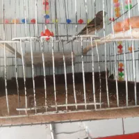 سهره دستی نر