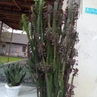 گل افوربیا قرمز