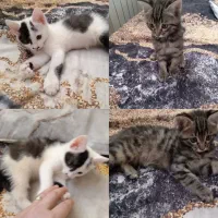 واگذاری دو تا بچه گربه dsh نر