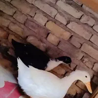 مرغابی|حیوانات مزرعه|شیراز, گچی|دیوار