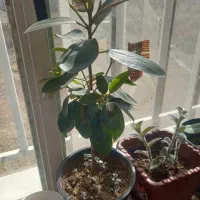 گلهای خانگی|گل و گیاه طبیعی|دورود, |دیوار