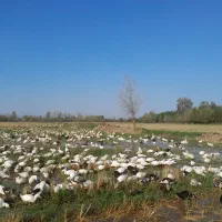 اووردک|حیوانات مزرعه|لاهیجان, انقلاب|دیوار