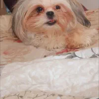 فروش سگ شیتزو|سگ|اراک, |دیوار