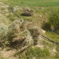 یونجه لشکری