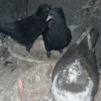 کبوتر|پرنده|خاوران, |دیوار