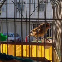 سهره قناری  وسهره قفسی