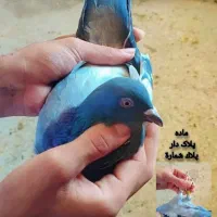 کبوتر پلاکی|پرنده|شادگان, |دیوار