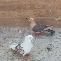 همه رقم