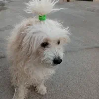 سگ تربیت شده