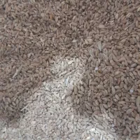 فروش گندم