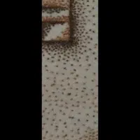 فروش موکت