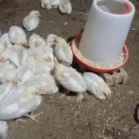 جوجه گوشتی۱۵روزه ۵۰۰گرم