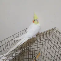 عروس هلندی نر