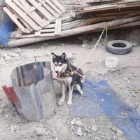 سگ هاسکی زیبا و مهربون|سگ|ارومیه, |دیوار