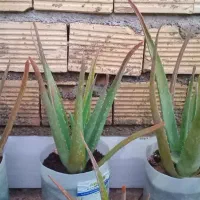 گل طعبی|گل و گیاه طبیعی|خرم‌آباد, |دیوار