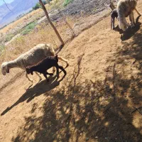 فروش ۲ راس میش بره دار