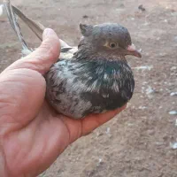 کوهی دم سفید وسوسنی|پرنده|اهواز, بهارستان|دیوار
