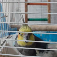 عروس هلندی نر