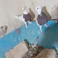 نروماده طوقی