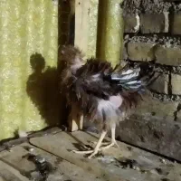 خروس|حیوانات مزرعه|شوشتر, |دیوار