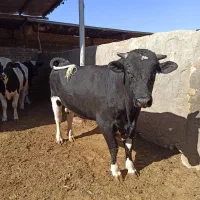 گوساله چاق|حیوانات مزرعه|قم, پردیسان|دیوار