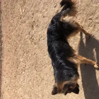 سگ ژرمن|سگ|یزد, |دیوار