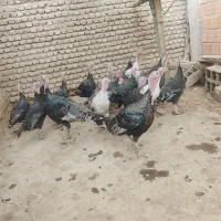 بوقلمون بالغ