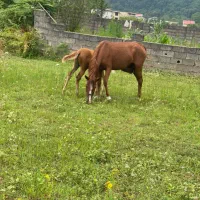 فروش مادیان ۴سال