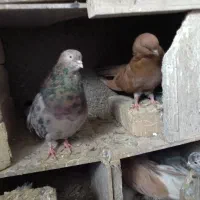 کبوترزیباوکمیاب|پرنده|ابهر, |دیوار