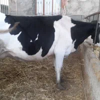 گاو سیمنتال و هلشتاین