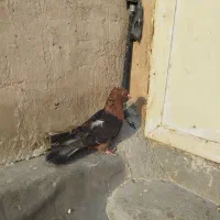 نر آرشینگل|پرنده|قم, چهل اختران|دیوار