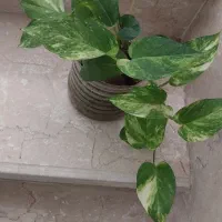 گل پتوس زعفرانی ابلق پرپشت ریشه دار