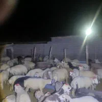 بره نر ماده