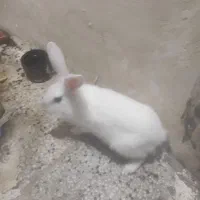 خرگوش نژاد جرسی