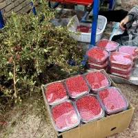 زرشک تازه تمیز شده واب زرشک صدردصد|خوردنی و آشامیدنی|شهرضا, |دیوار