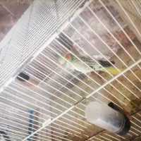 عروس هلندی یا سه عدد جوجه