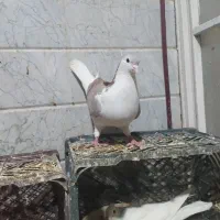 کبوتر|پرنده|قم, زند آباد|دیوار