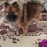 سگ پامر عروسکی|سگ|مراغه, |دیوار