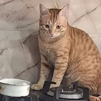 واگذاری گربه ی خانگی