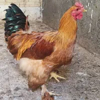 یک عدد خروس برهما بزرگ