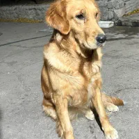 سگ گلدن روتریور اصلی