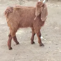 بزغاله پنج نیم|حیوانات مزرعه|تایباد, |دیوار