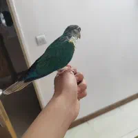 گرینچیک تراکوئیس دو کت خال زرد