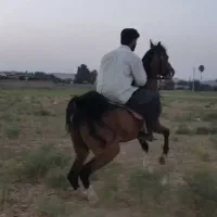 سیلمی‌برای کشش