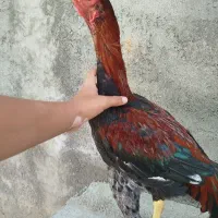 خروس لاری اصیل