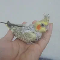 جوجه عروس هلندی