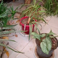 به پاس شب یلدا ۱۲ عدد گل طبیعی دو میلیون|گل و گیاه طبیعی|اصفهان, منتظرالمهدی|دیوار